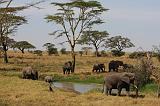 TANZANIA - Serengeti National Park - Elefanti - 08